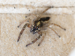 Rudakius cinctus