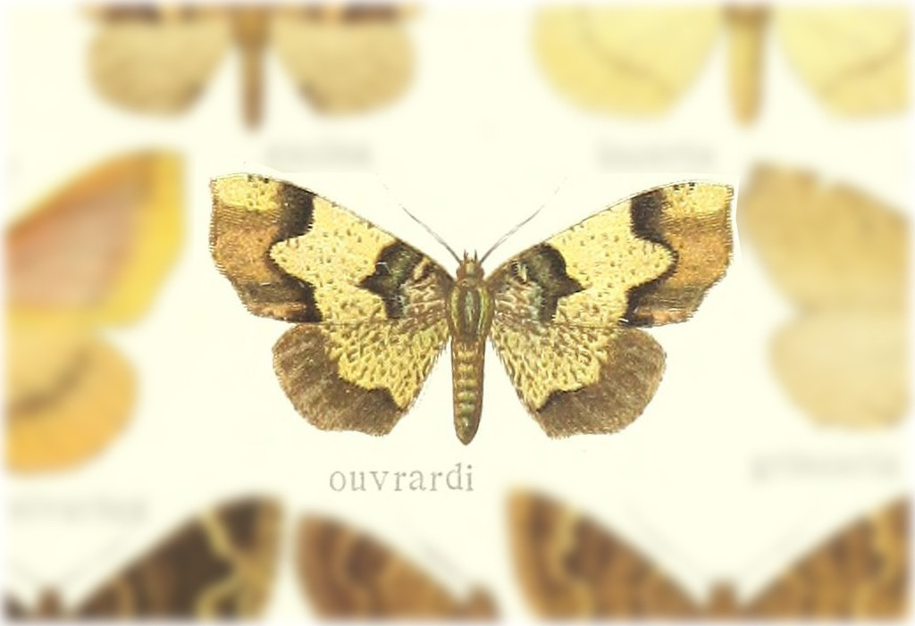 Plagodis ouvrardi