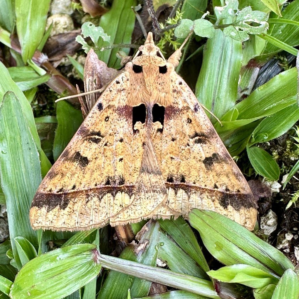 Polydesmiola gothica
