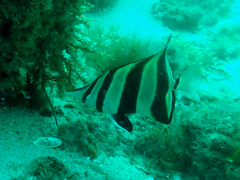 Chelmonops truncatus