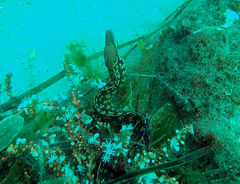 Gymnothorax cribroris