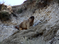 Marmota bobak