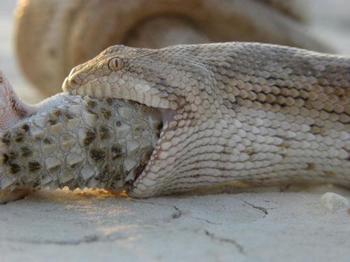 Sand Boa observed near Kungrad District, Usbekistan, (c) Tom Kirschey, some rights reserved (CC BY-NC)