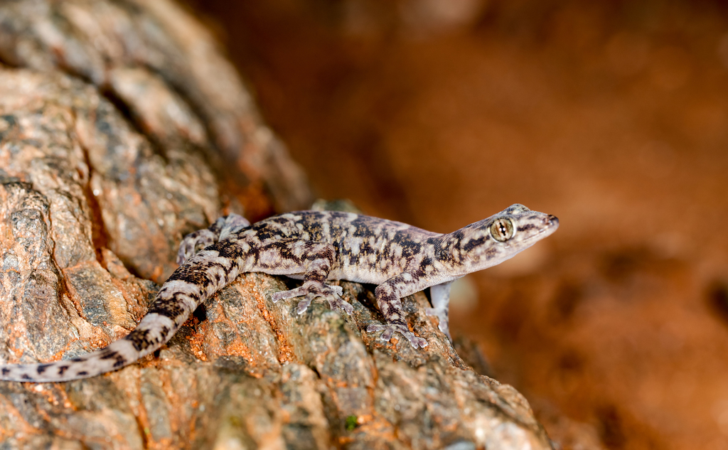Lang's Flat Gecko