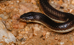 Boulenger's Garter Snake photo 2
