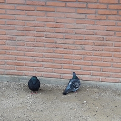 Columba livia domestica