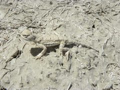 Phrynocephalus helioscopus