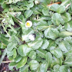 Bellis perennis