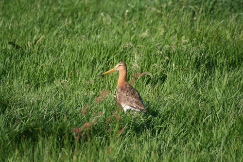 Limosa limosa