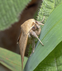Ophiusa trapezium
