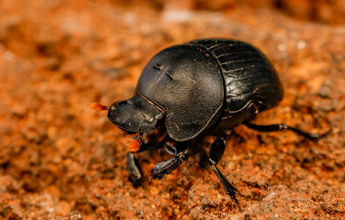 Coptorhina nitidipennis