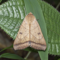 Ophiusa trapezium