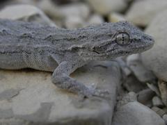 Mediodactylus russowii