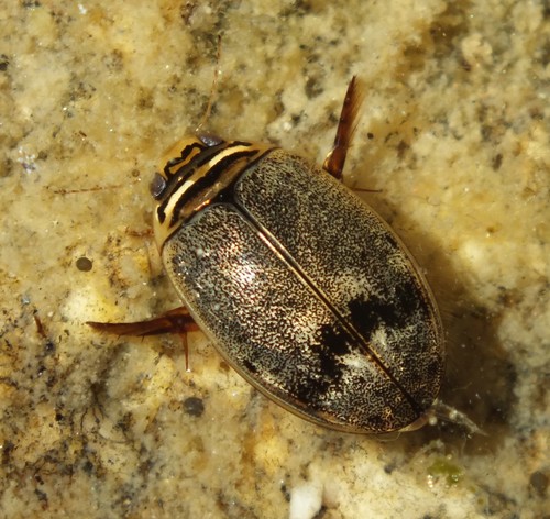 Thermonectus nigrofasciatus (Aubé, 1838)