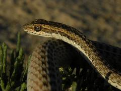 Psammophis lineolatus