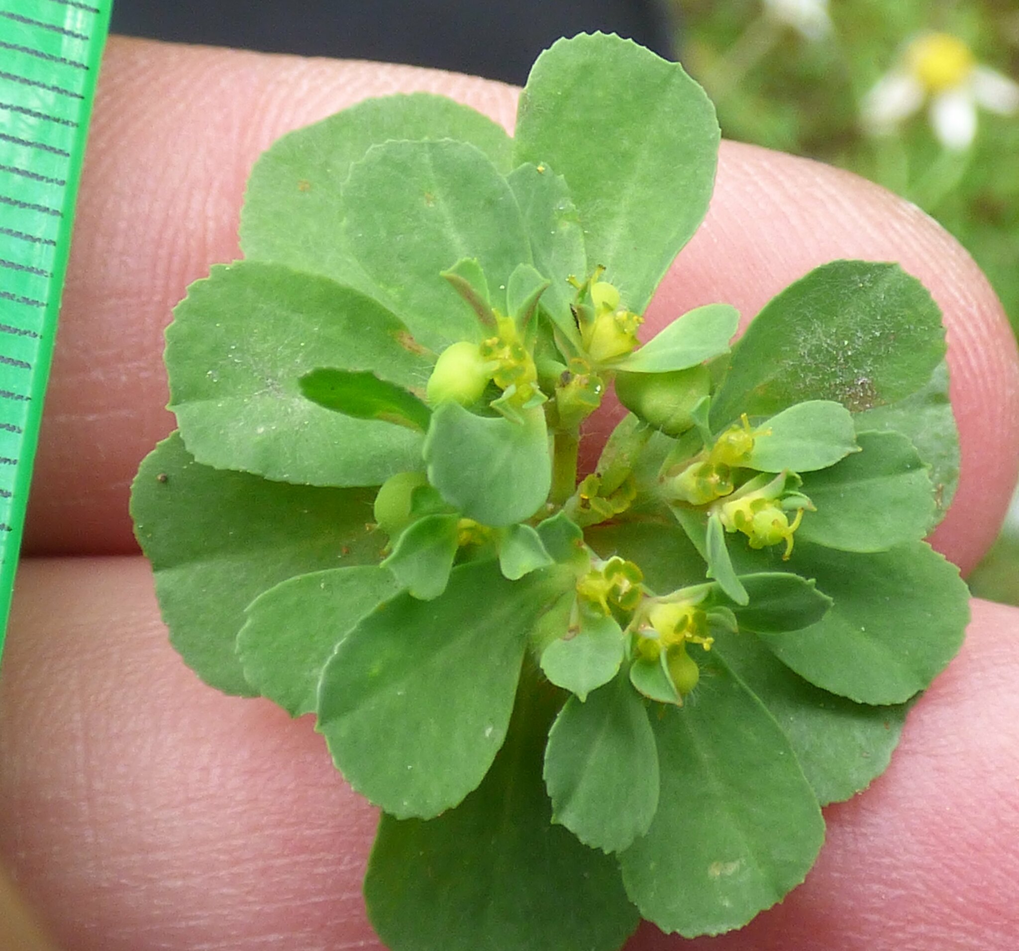 Euphorbia rhabdotosperma