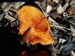 Gymnopilus thiersii