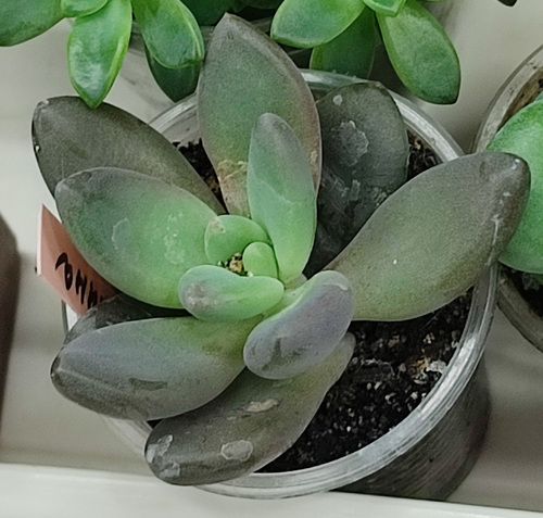Pachyphytum kimnachii 2
