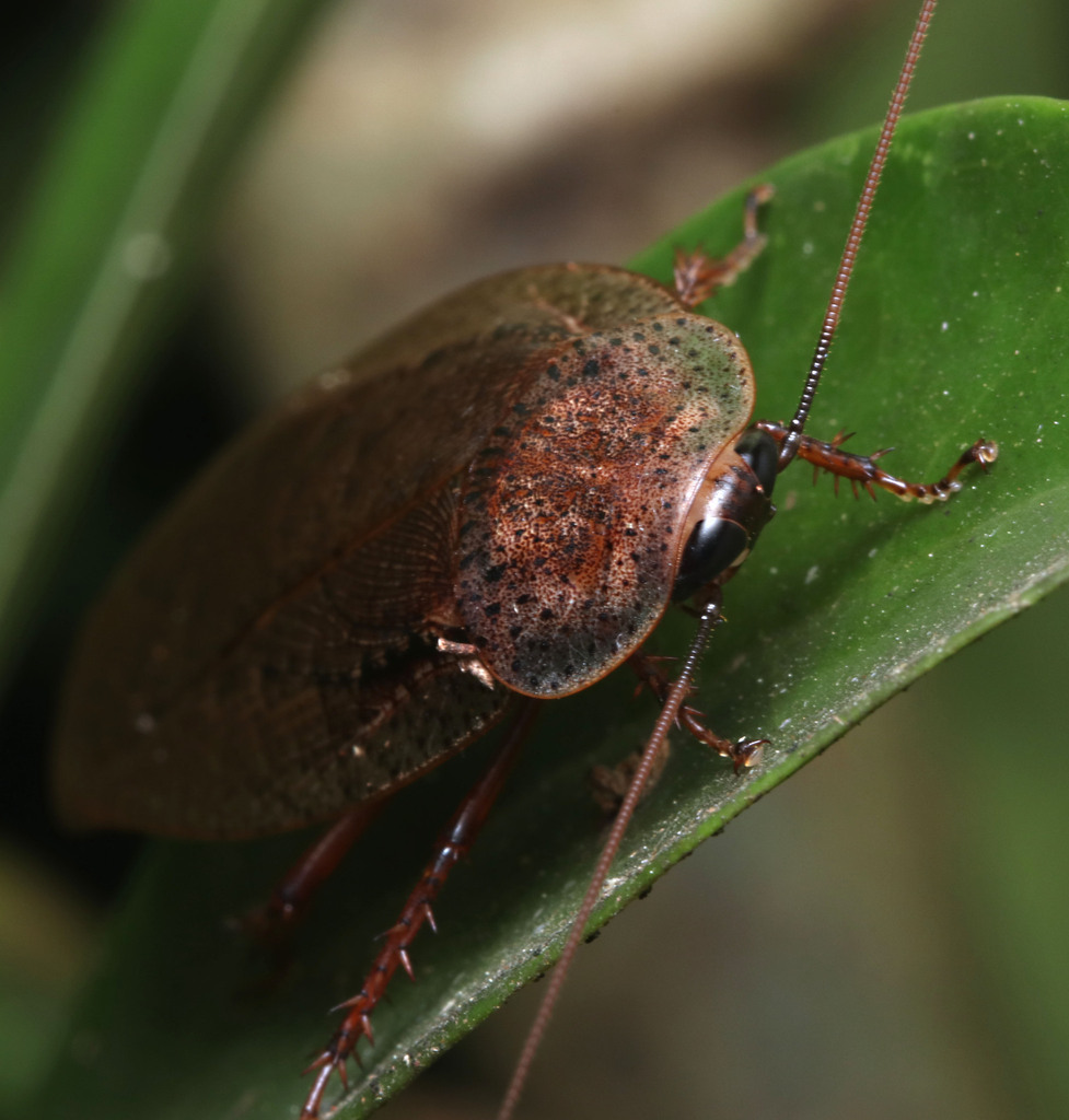 Rhabdoblatta In August 2023 By Juliegraham173 · Inaturalist