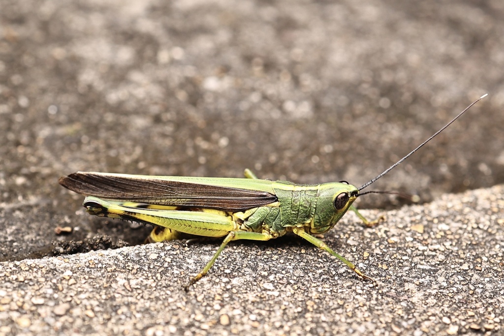 Yellowspined Bamboo Locust in October 2023 by Pintsen JIN · iNaturalist