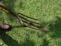 Thelotornis capensis