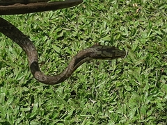 Thelotornis capensis