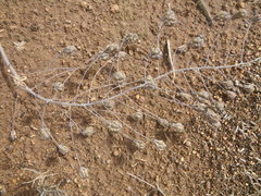 Eriospermum capense capense