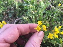 Paysonia lescurii