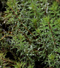Myriophyllum robustum