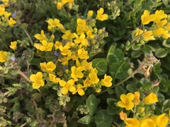 Paysonia lescurii