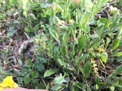 Paysonia lescurii