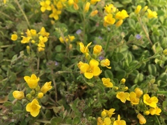 Paysonia lescurii