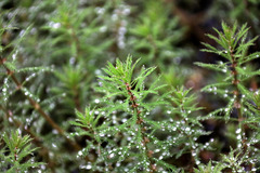 Myriophyllum robustum