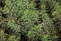 Myriophyllum robustum