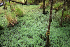 Myriophyllum robustum