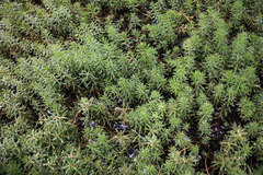 Myriophyllum robustum