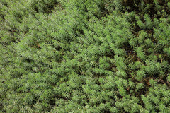 Myriophyllum robustum