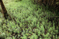Myriophyllum robustum