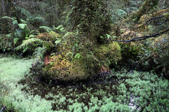 Myriophyllum robustum