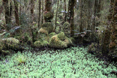 Myriophyllum robustum