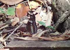 Hypolimnas bolina bolina