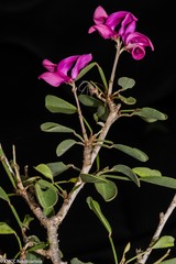 Indigofera interrupta image