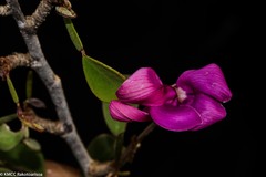 Indigofera interrupta image