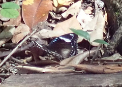 Hypolimnas bolina bolina