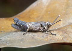 Traulia azureipennis