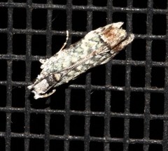 Hypatima