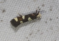 Limnaecia tetraplanetis