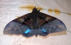 Ischyja inferna