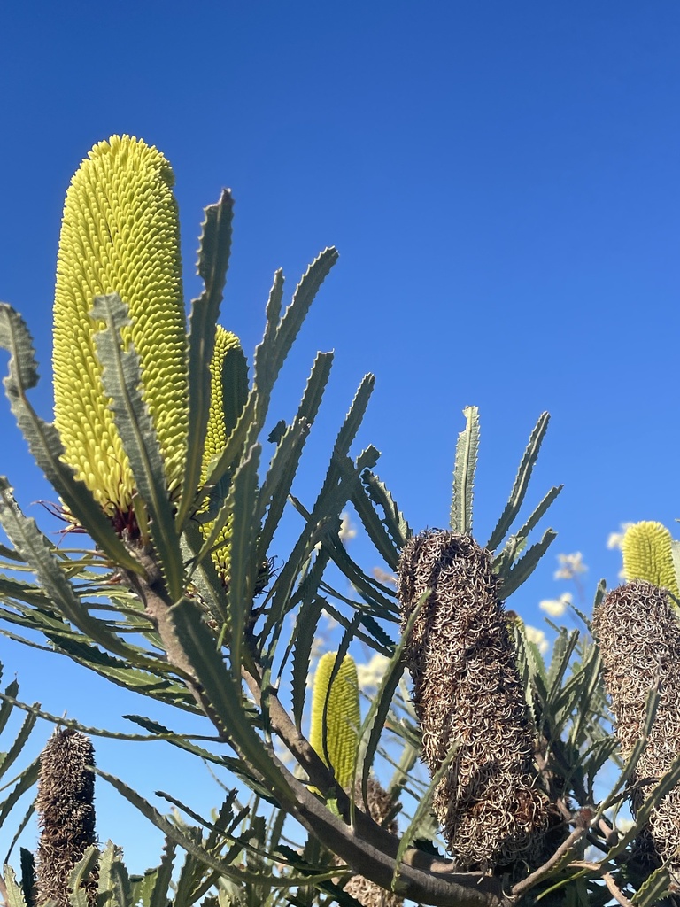 Candlestick Banksia