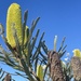 Candlestick Banksia - Photo (c) Marita Sydes, some rights reserved (CC BY-NC), uploaded by Marita Sydes
